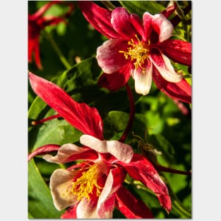Red Columbine Posters and Art